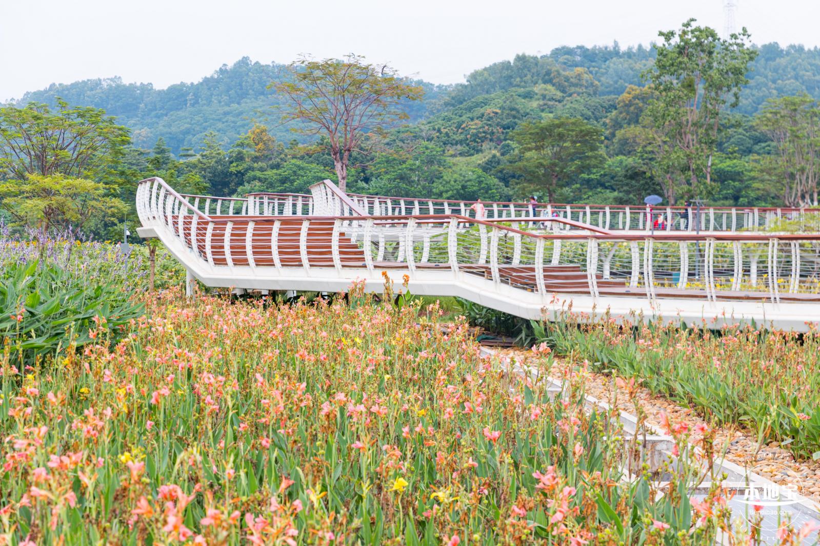 楼村湿地公园向日葵