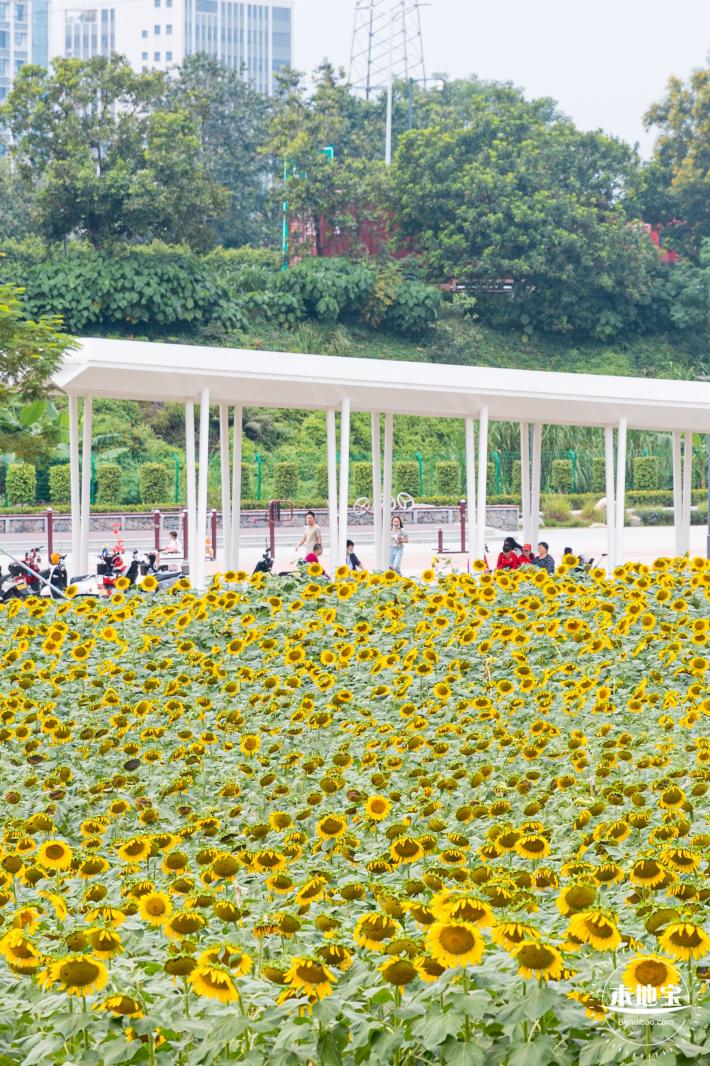楼村湿地公园向日葵