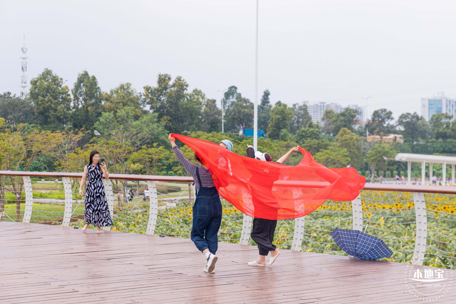 楼村湿地公园向日葵