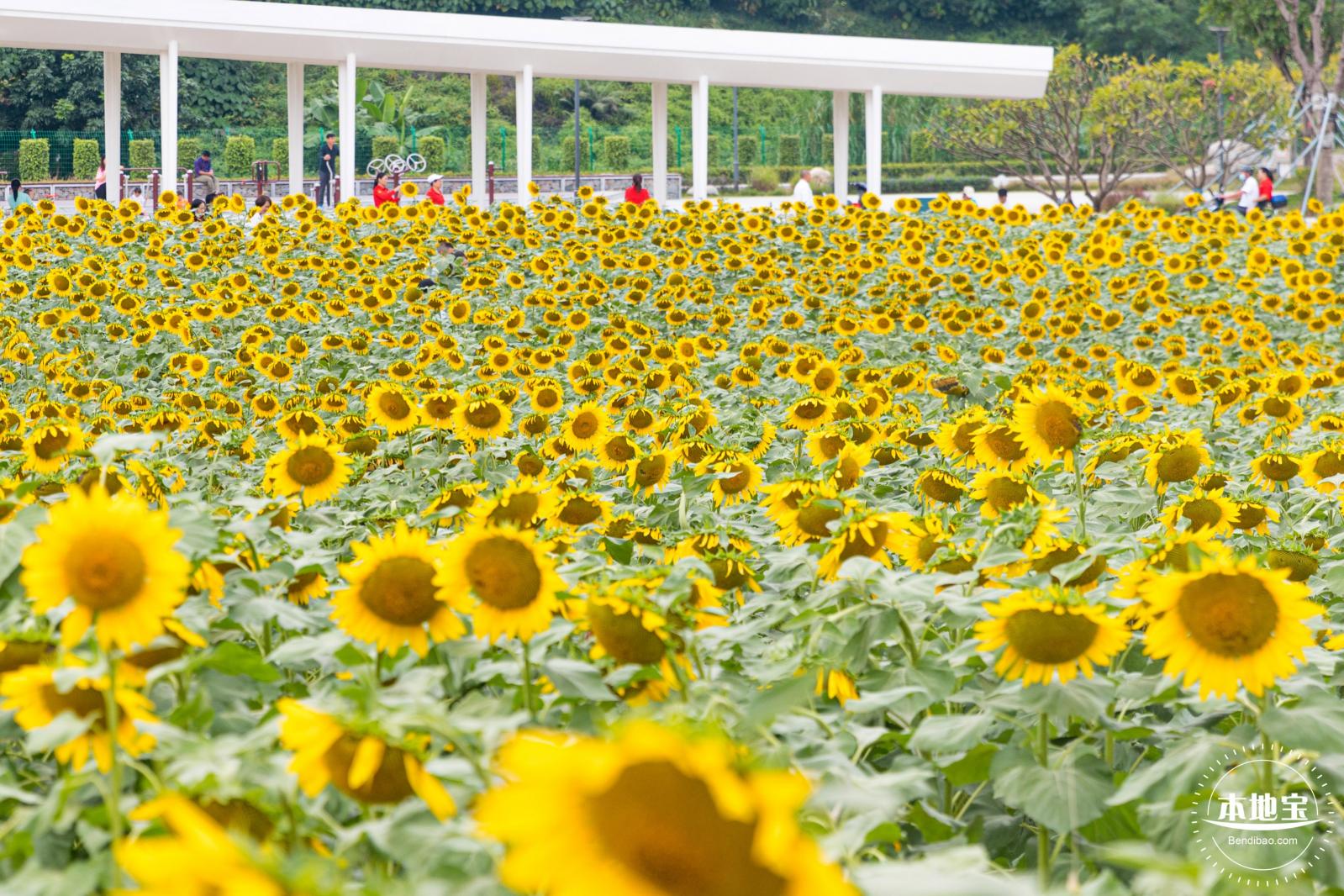 楼村湿地公园向日葵