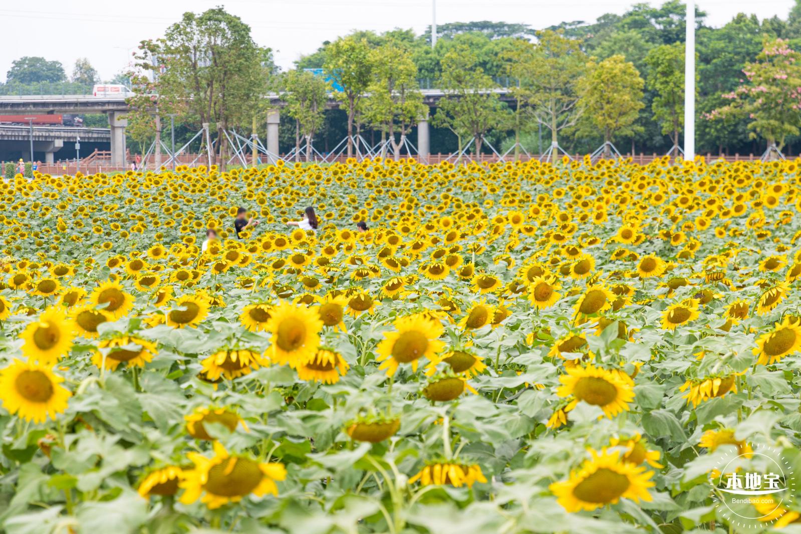 楼村湿地公园向日葵