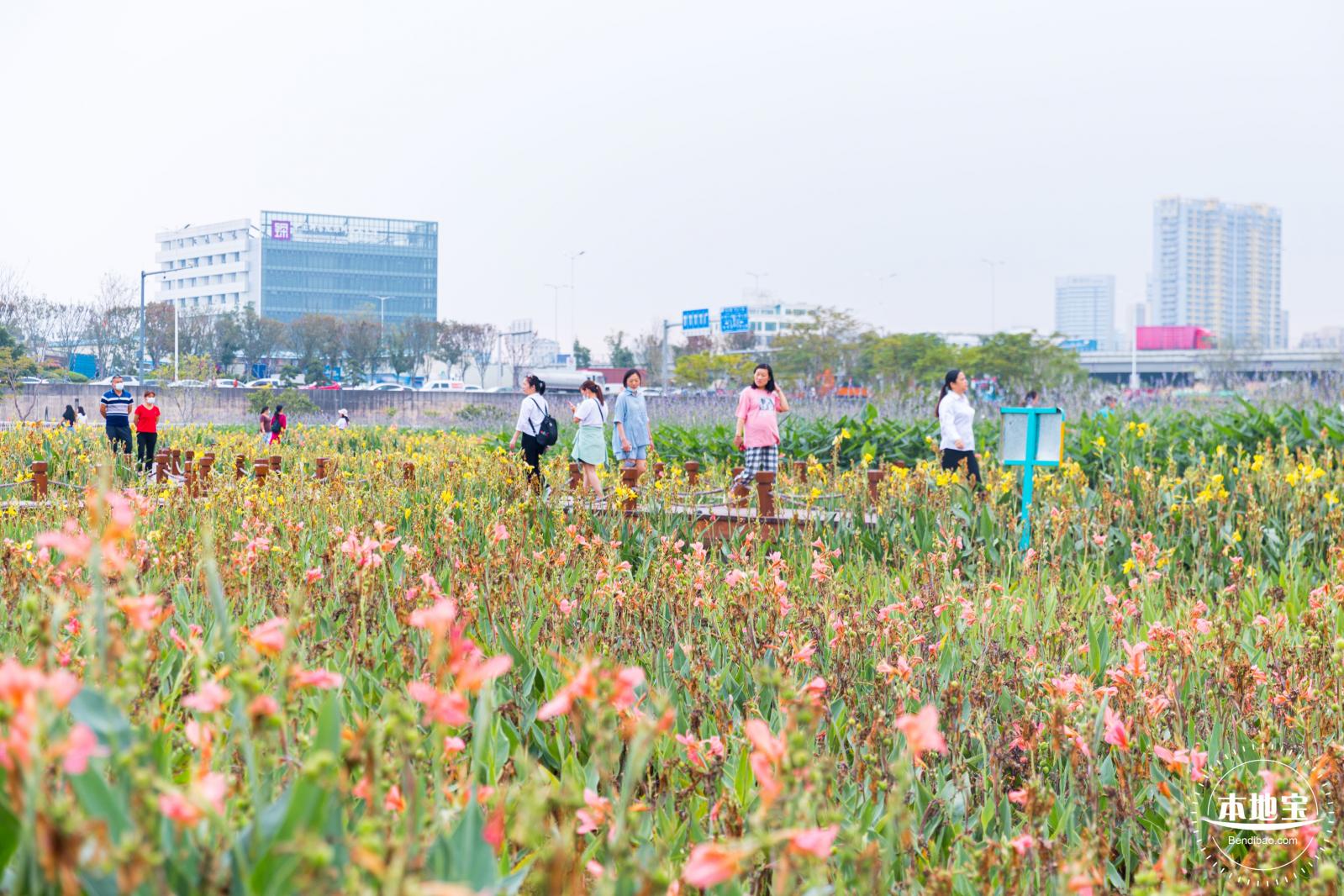 楼村湿地公园向日葵