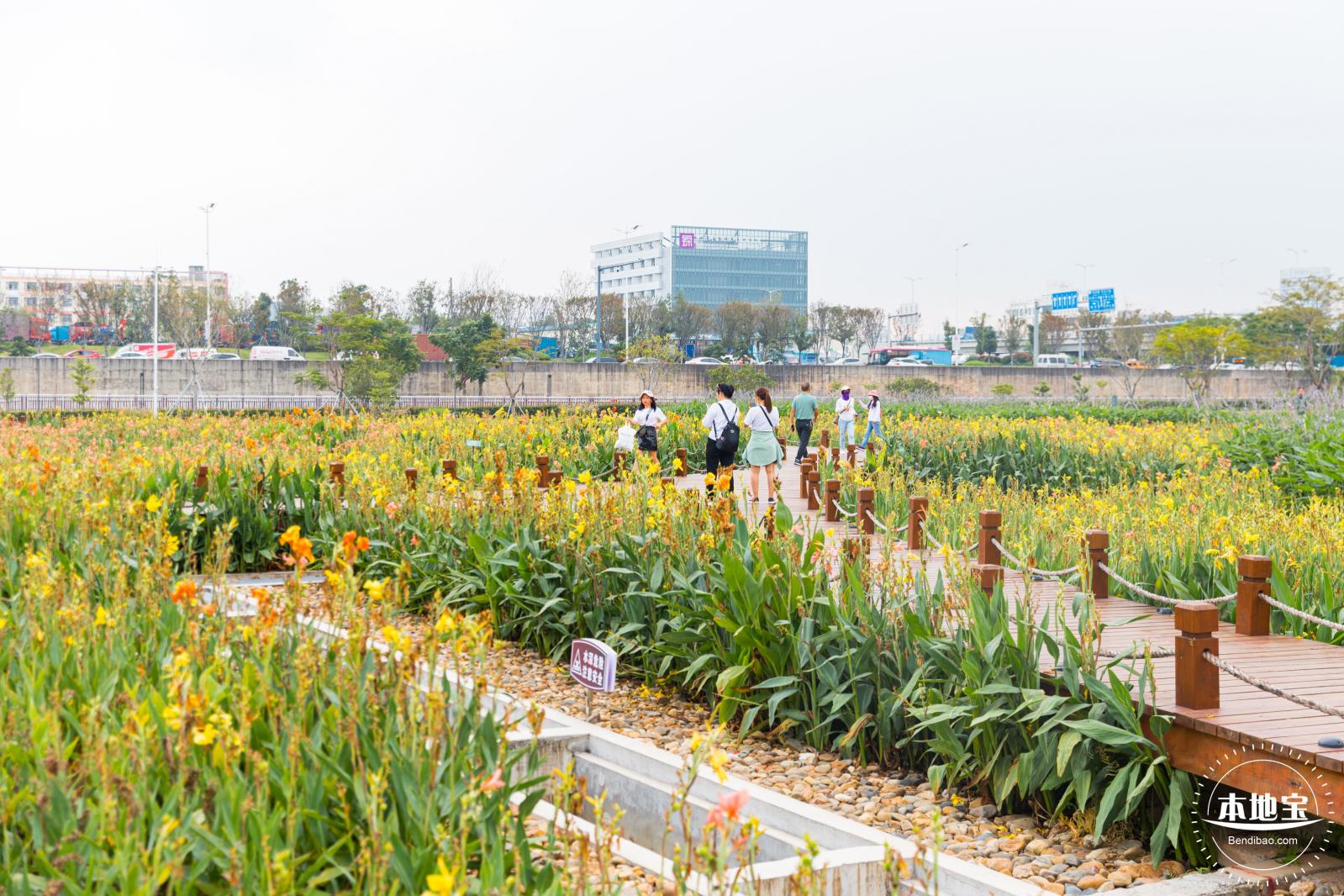 楼村湿地公园向日葵