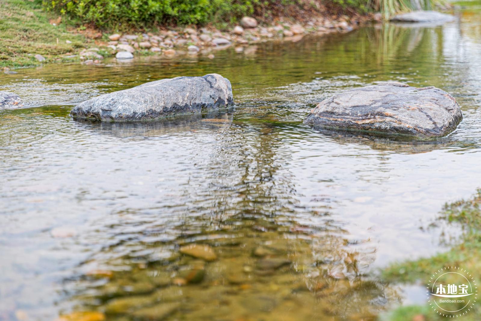 楼村湿地公园向日葵
