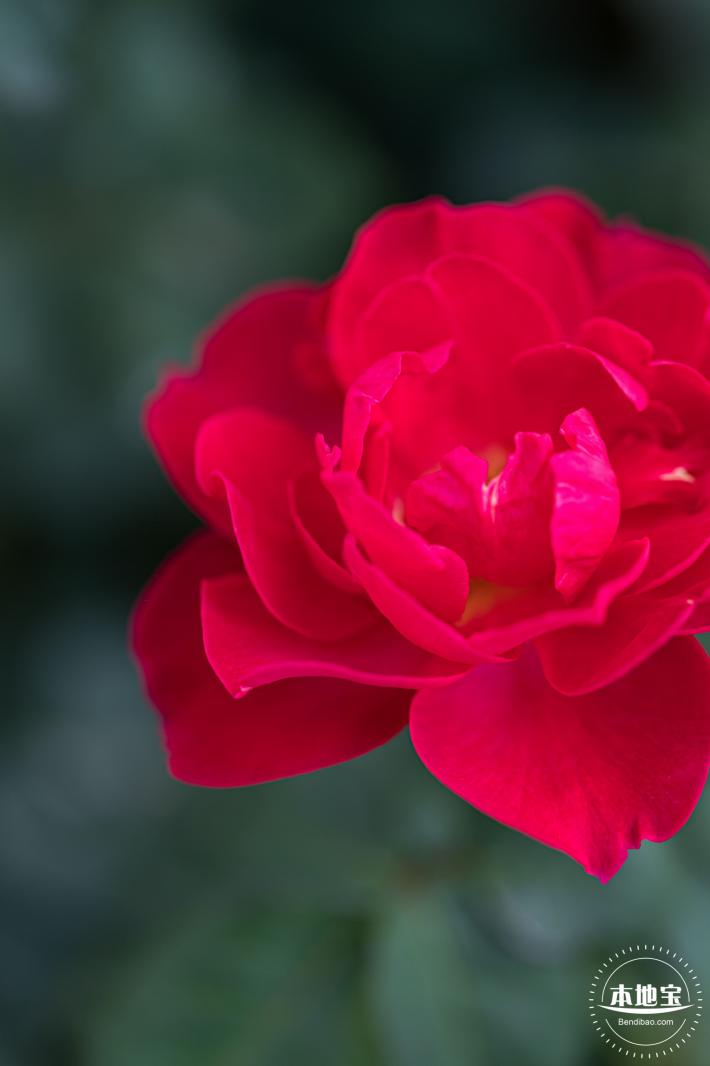 香蜜公园玫瑰园花海
