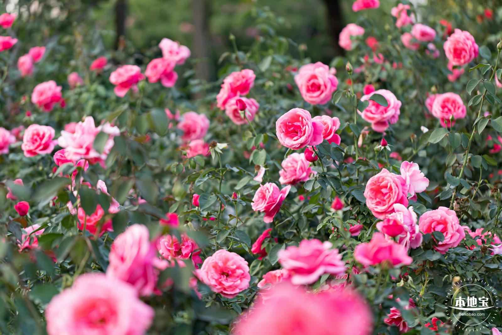 加拿大皇家植物园玫瑰花园向公众开放