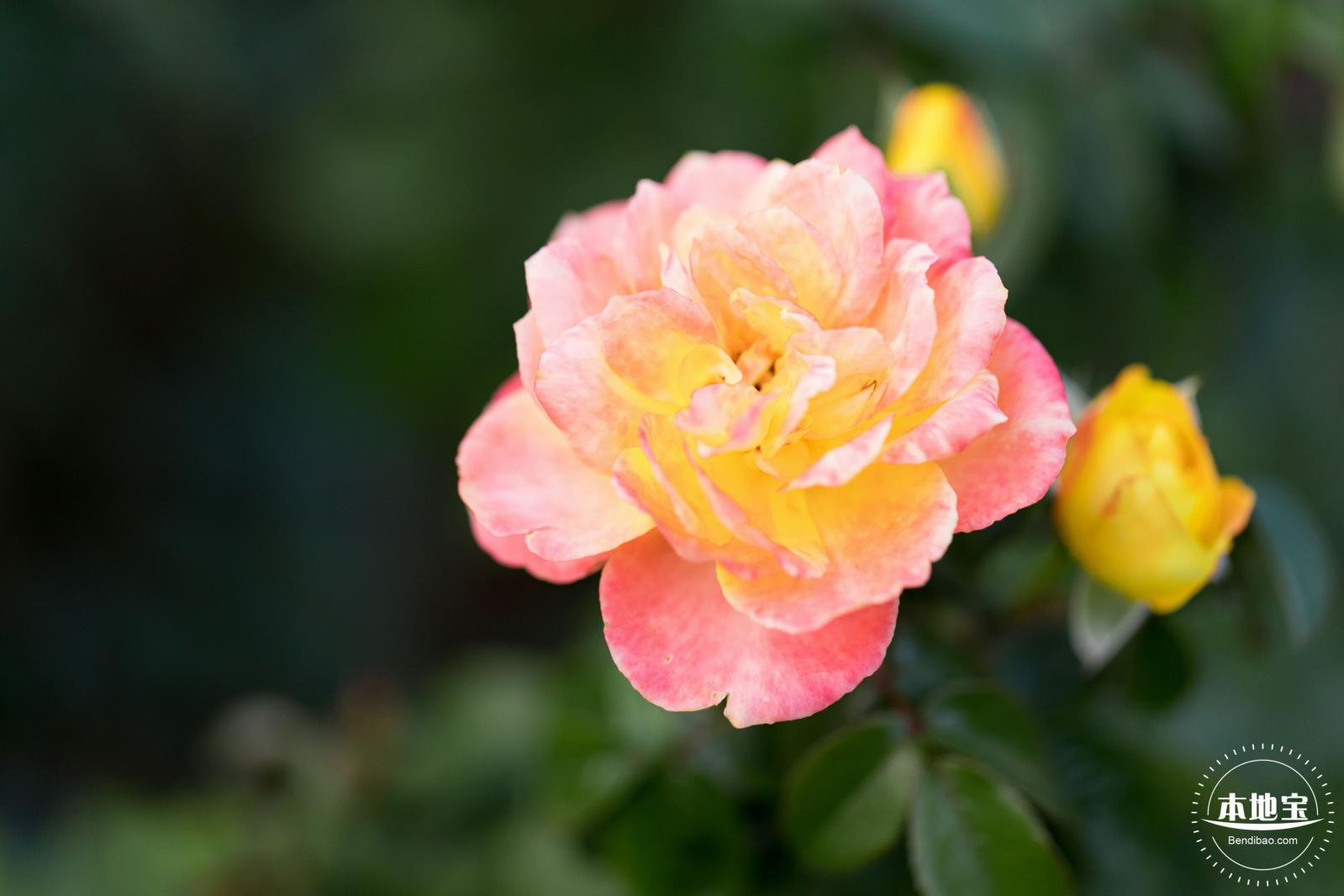 香蜜公园玫瑰园花海