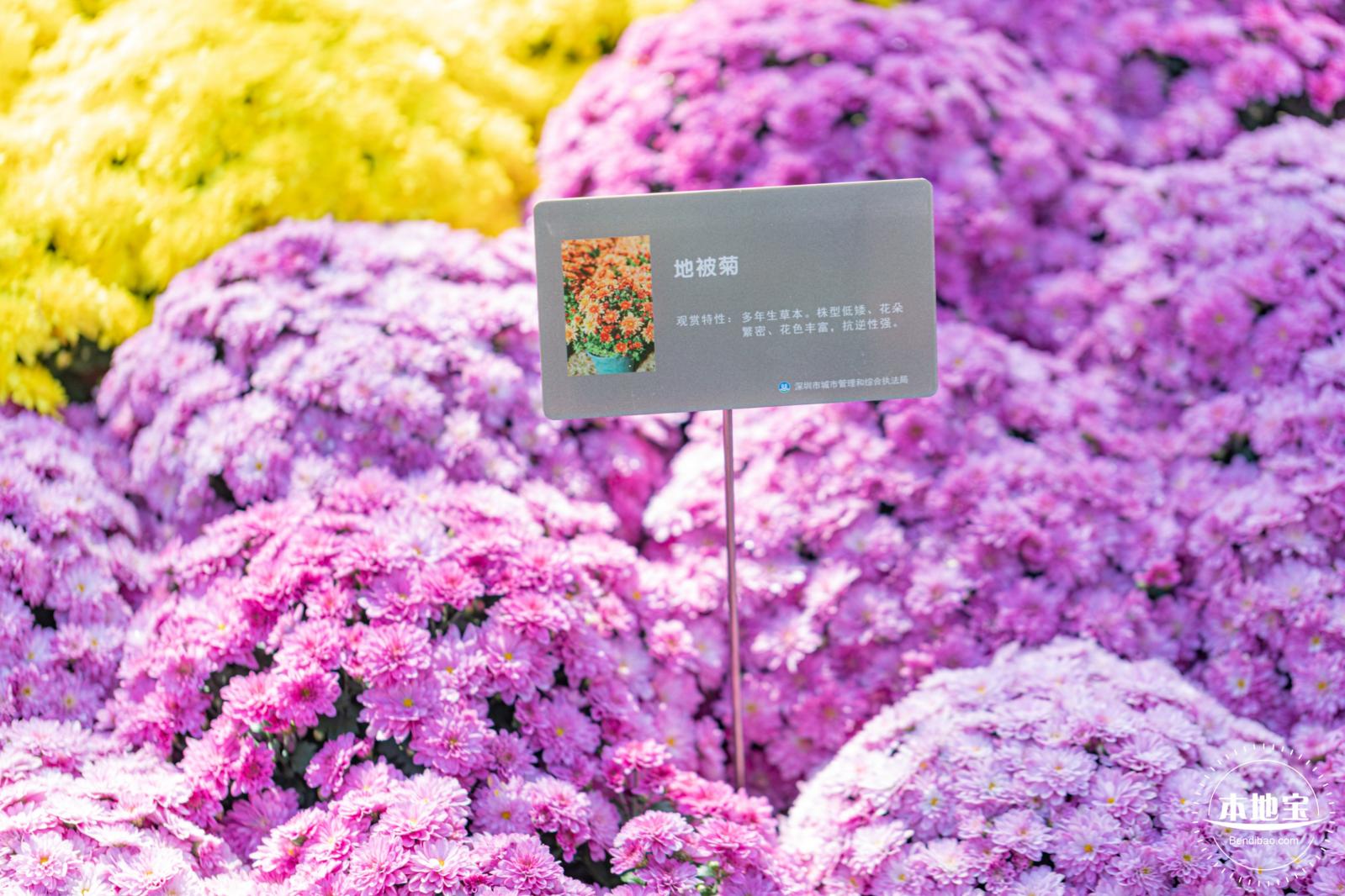 2021深圳菊花展-东湖公园