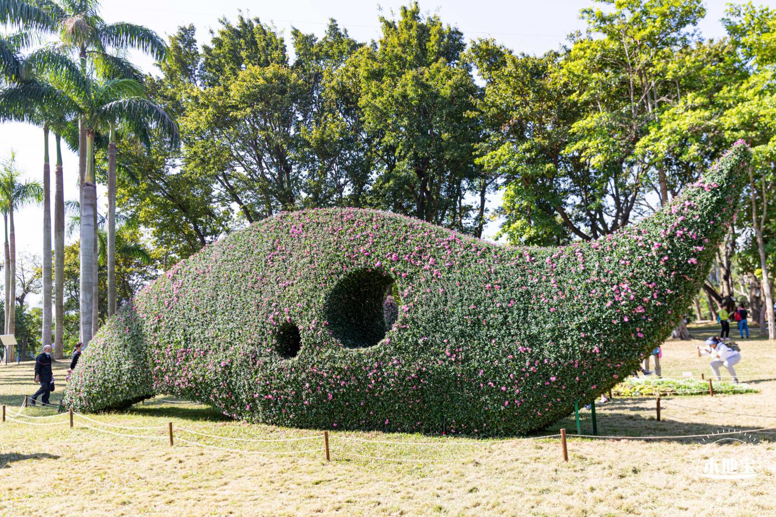2021深圳菊花展-东湖公园