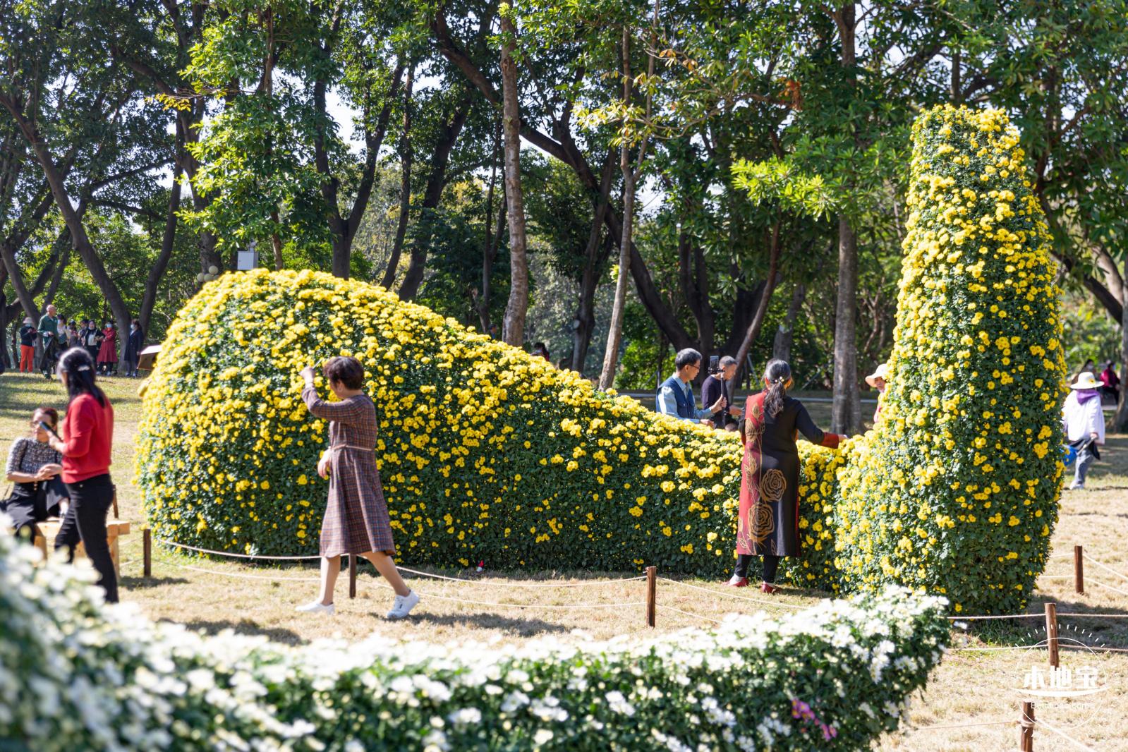 2021深圳菊花展-东湖公园