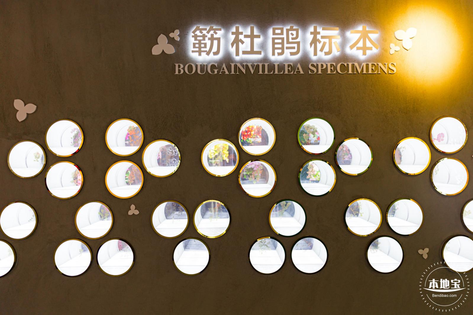 簕杜鹃谷