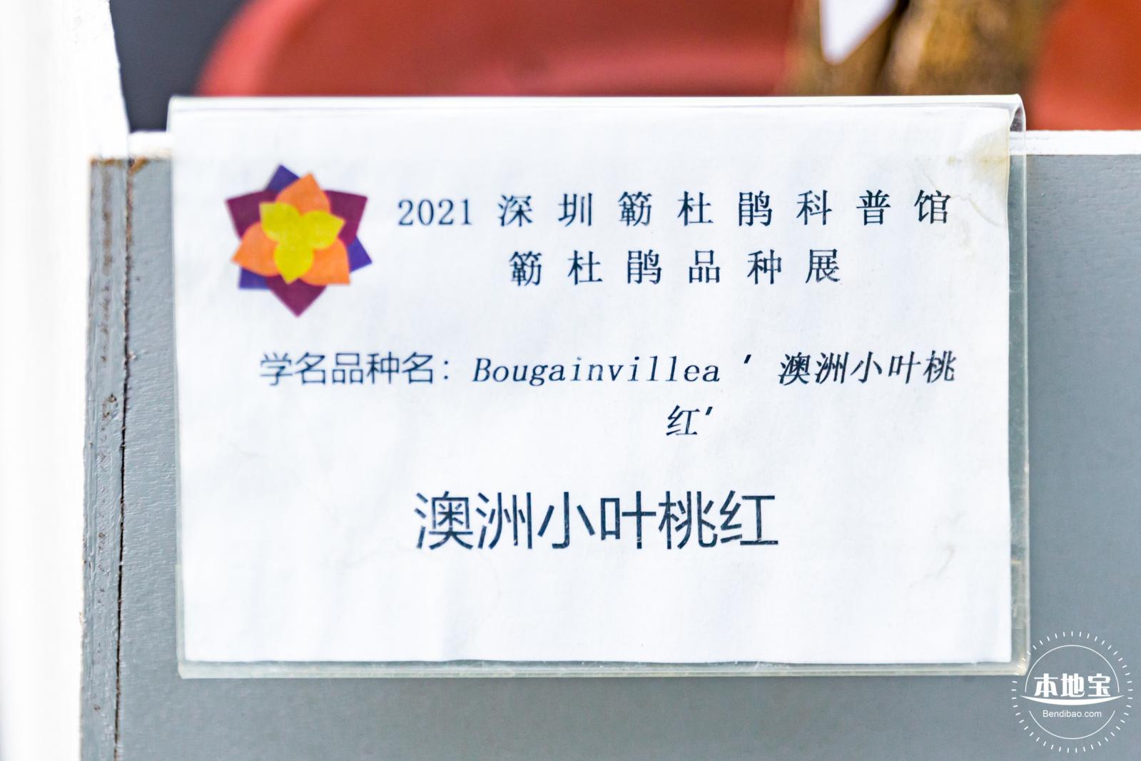 簕杜鹃谷