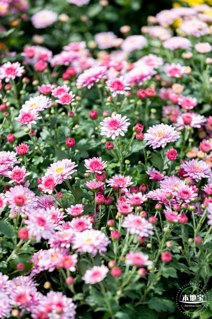 香蜜公园菊花展