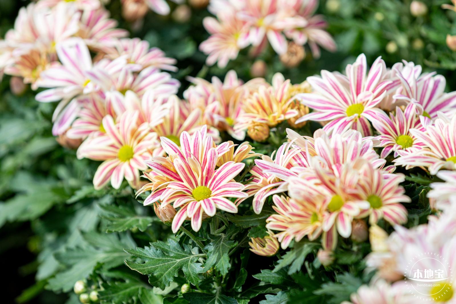 香蜜公园菊花展