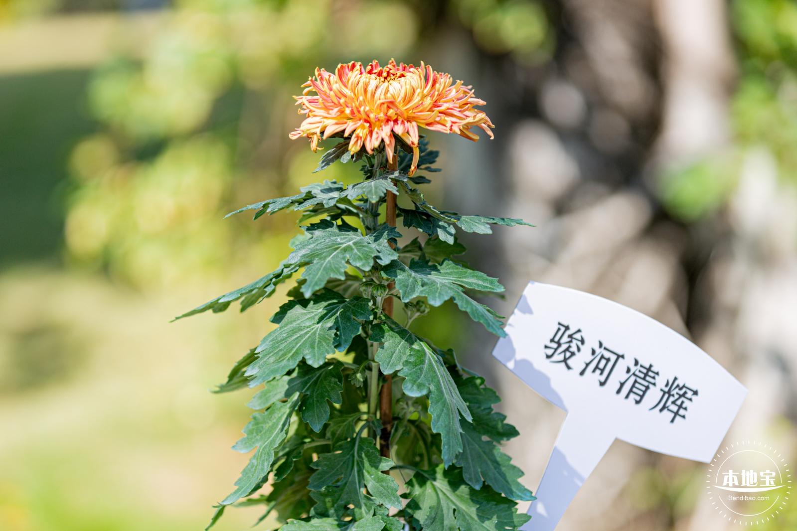 香蜜公园菊花展