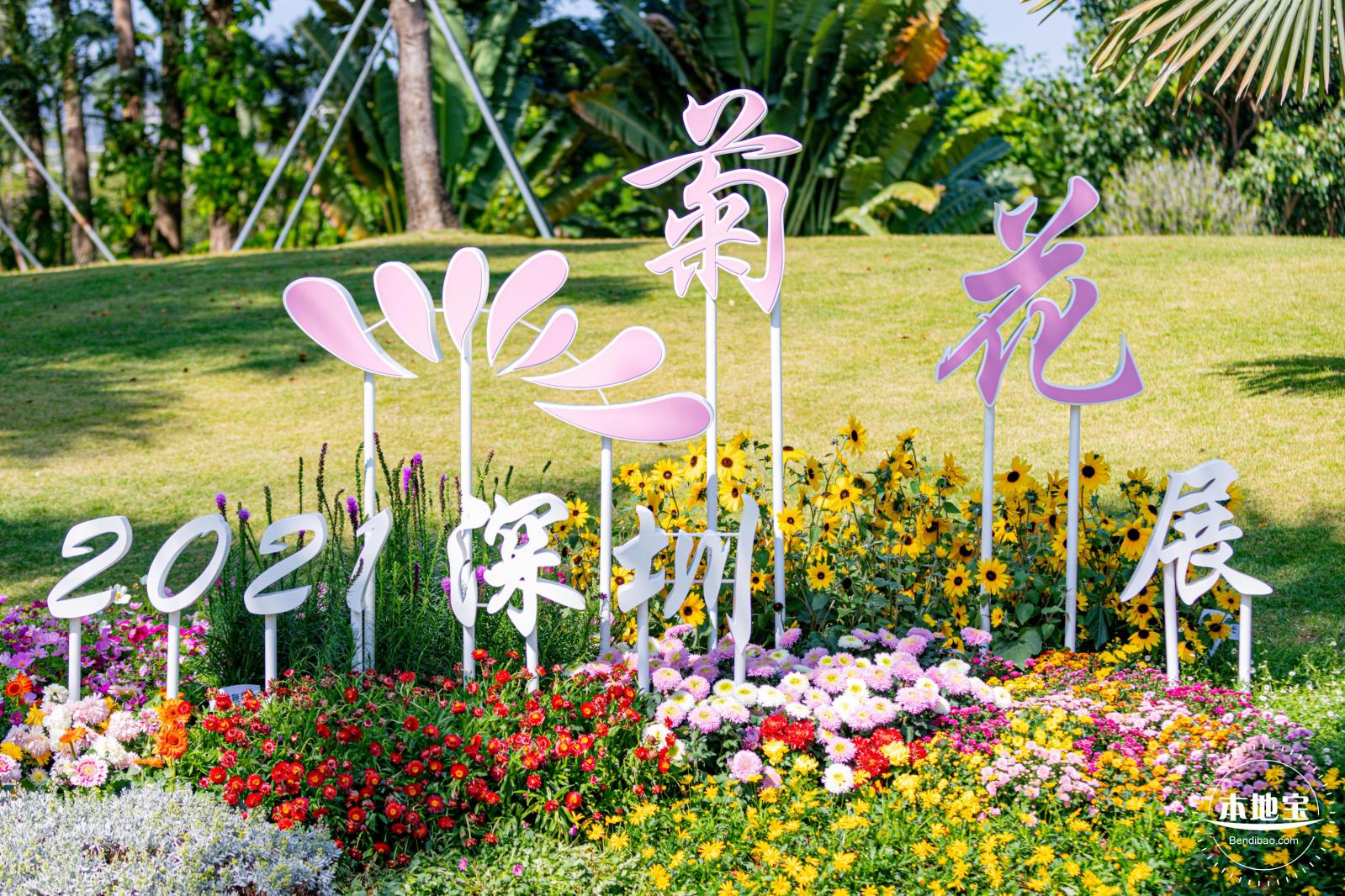 香蜜公园菊花展