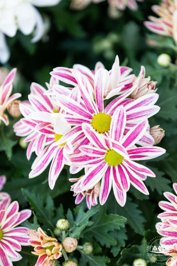 香蜜公园菊花展