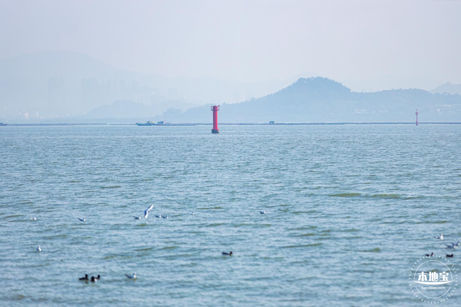 深圳湾公园候鸟季