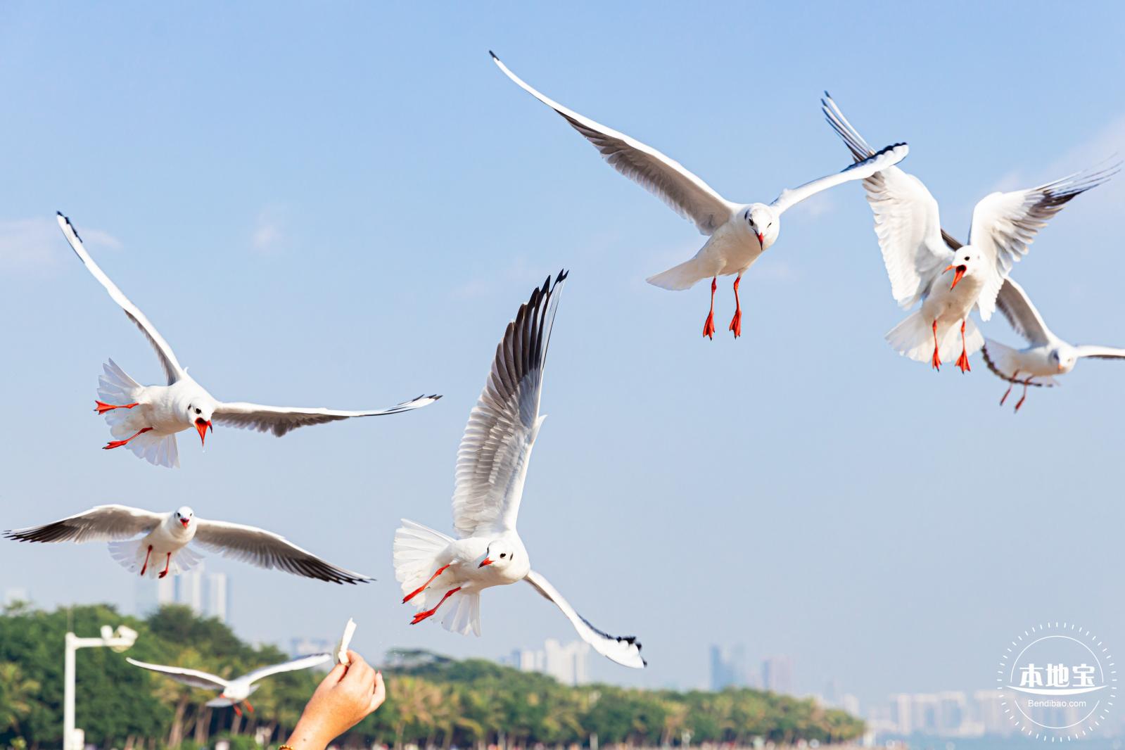深圳湾公园候鸟季