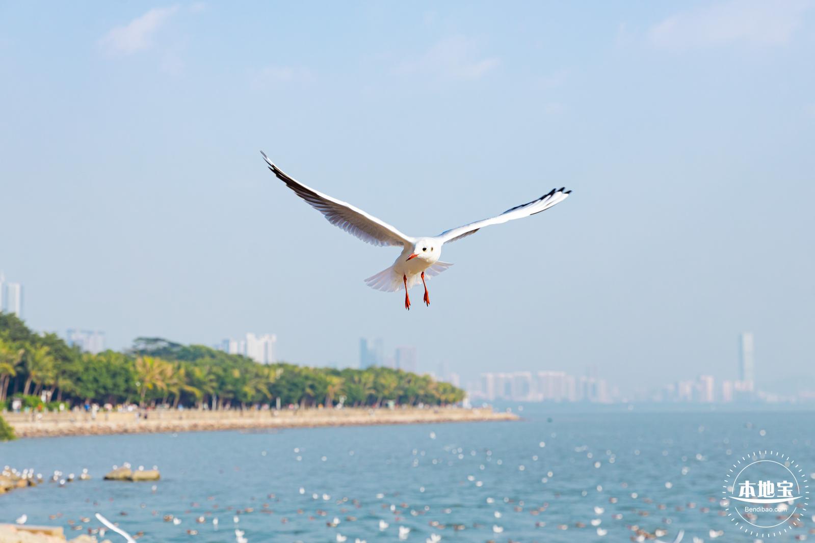 深圳湾公园候鸟季