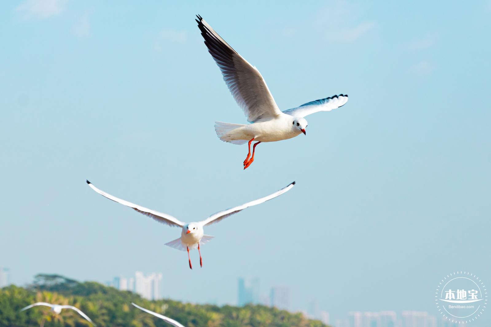 深圳湾公园候鸟季