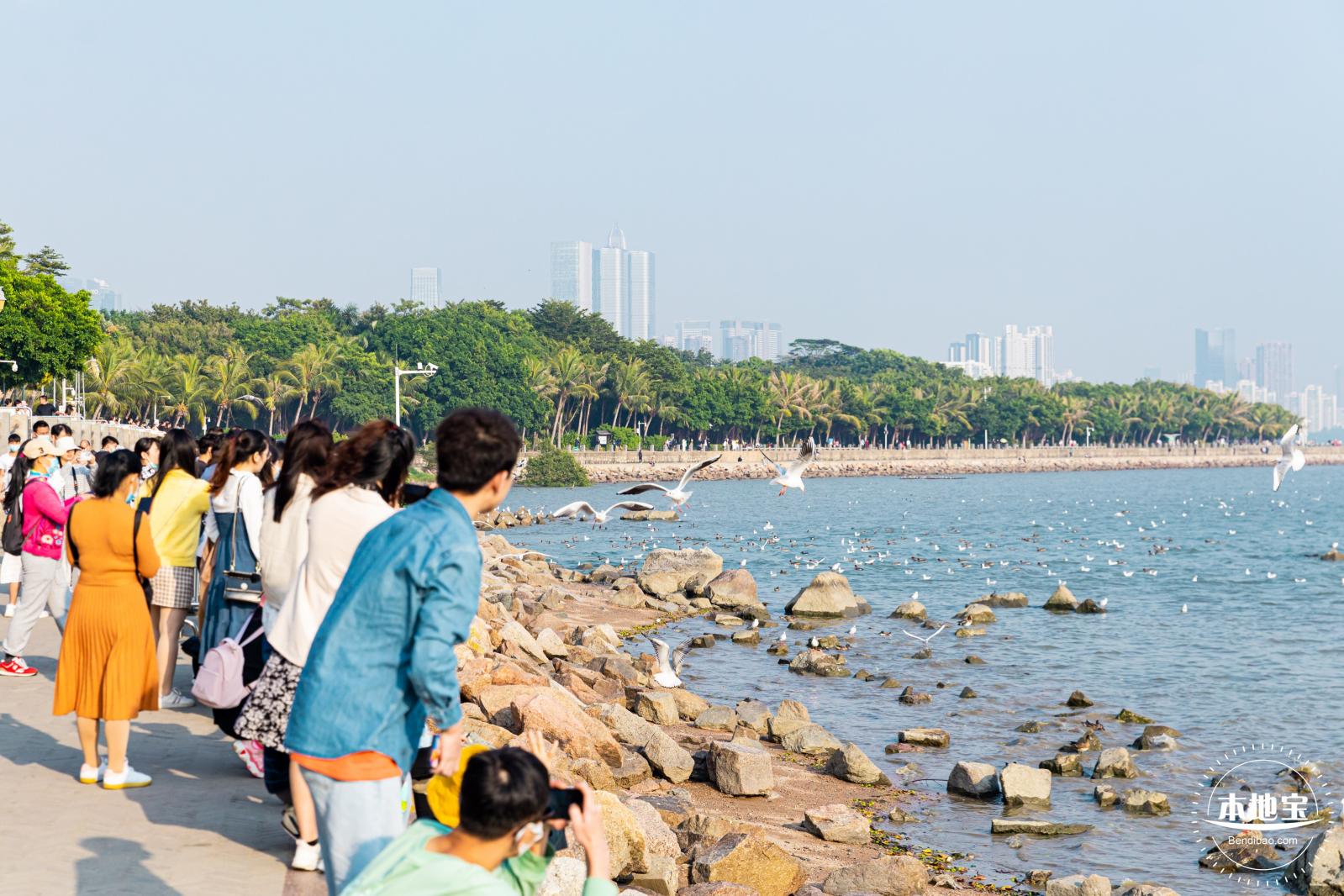 深圳湾公园候鸟季