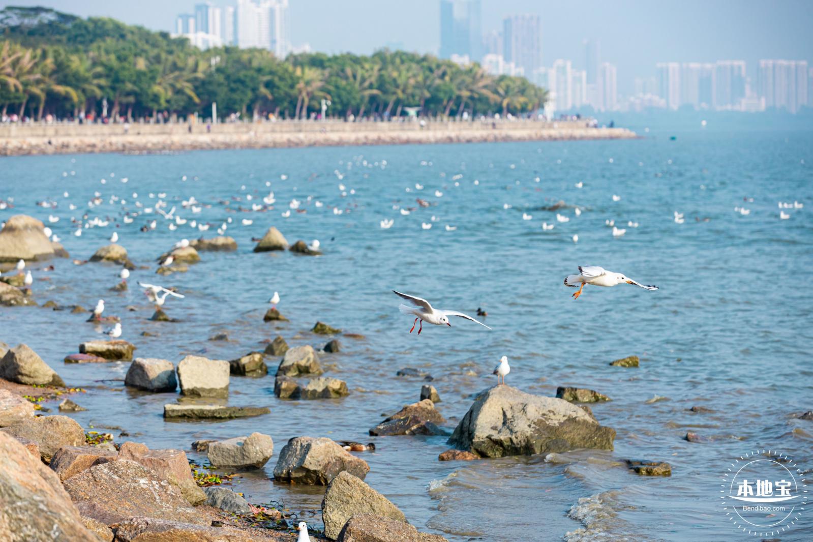 深圳湾公园候鸟季