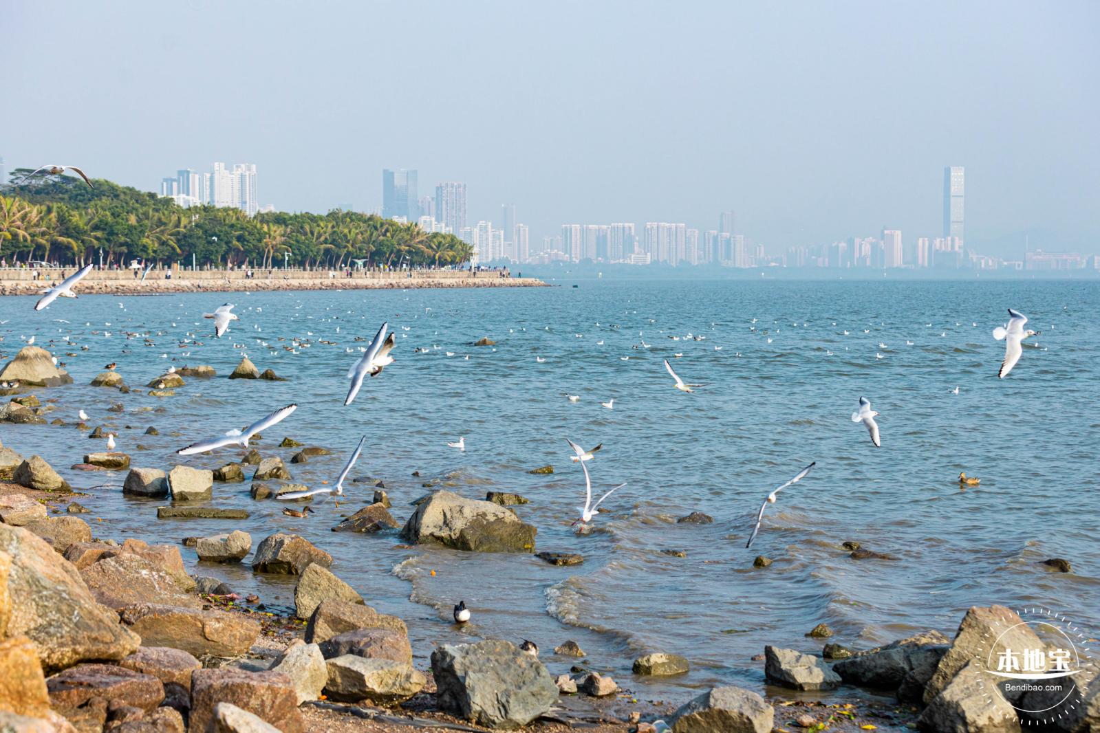 深圳湾公园候鸟季