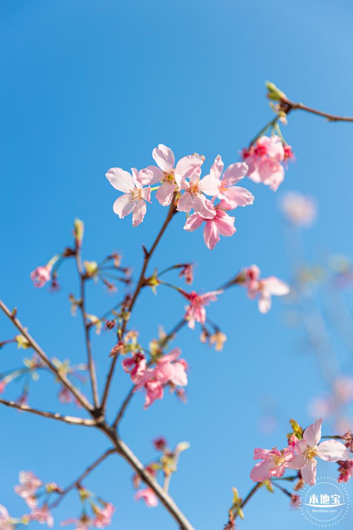 华英路樱花景观公园