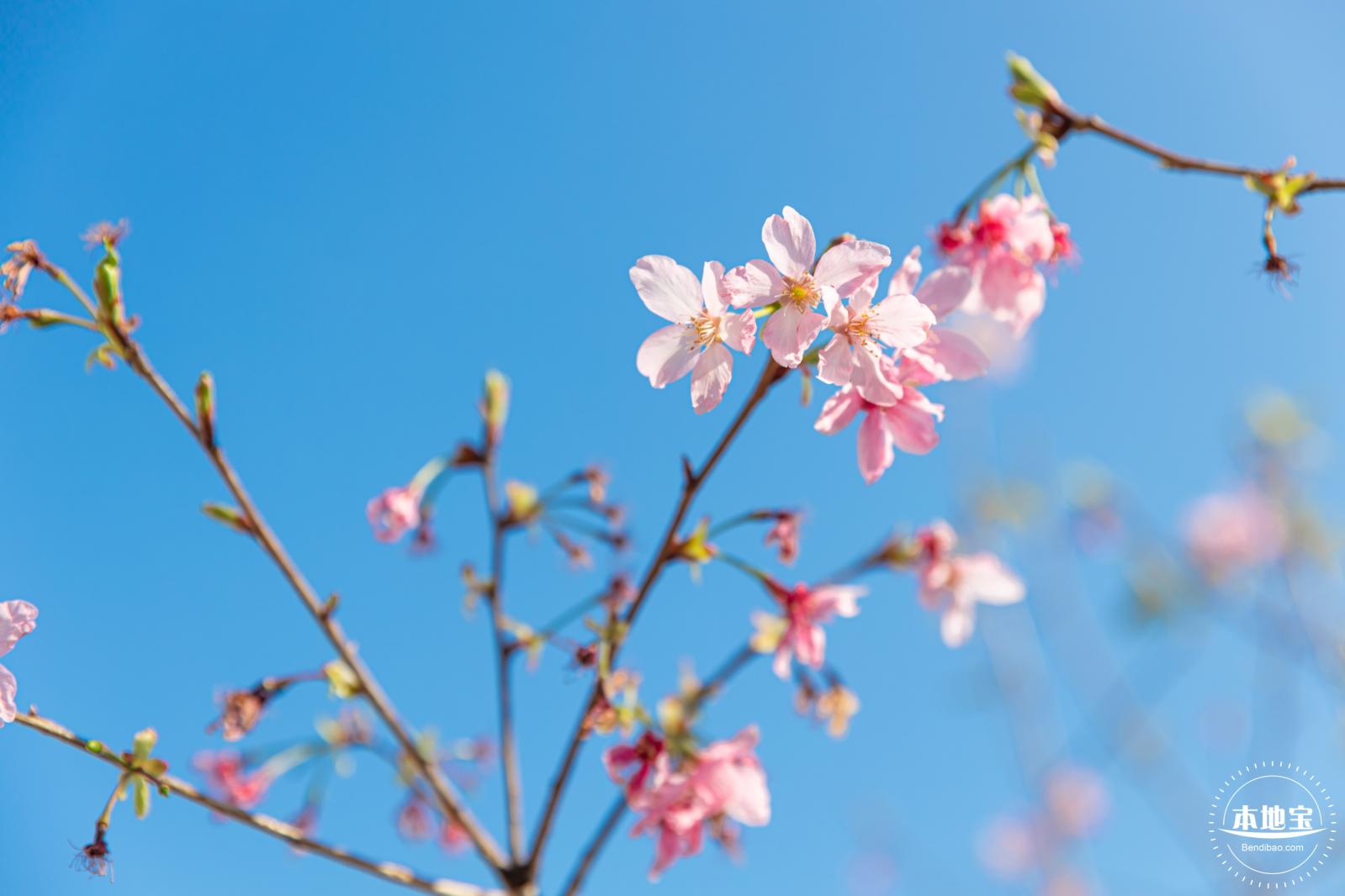 华英路樱花景观公园