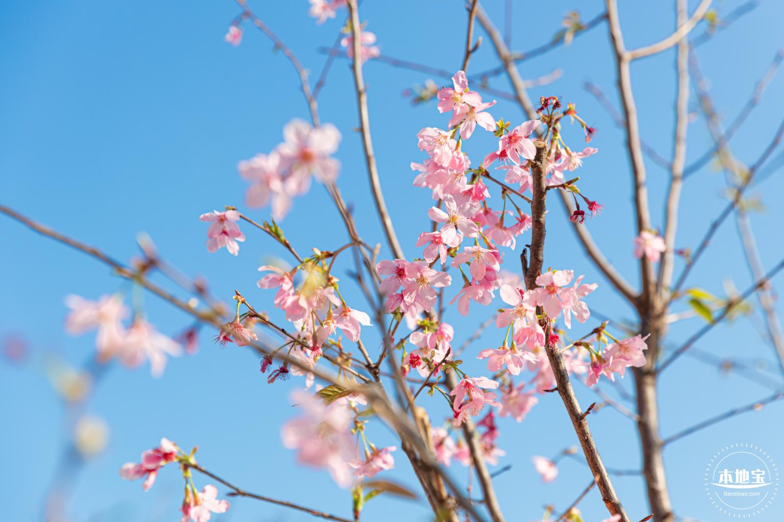 华英路樱花景观公园