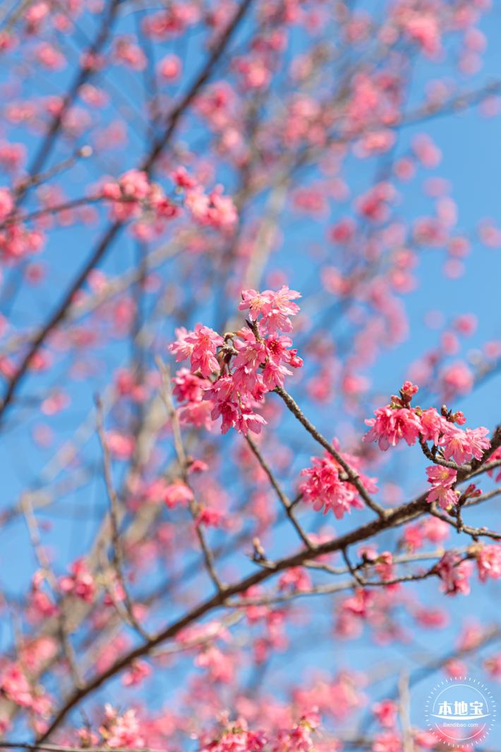 华英路樱花景观公园