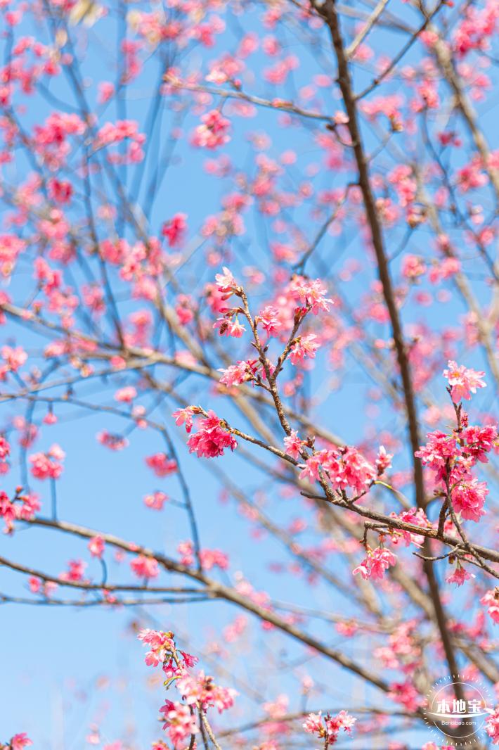 华英路樱花景观公园