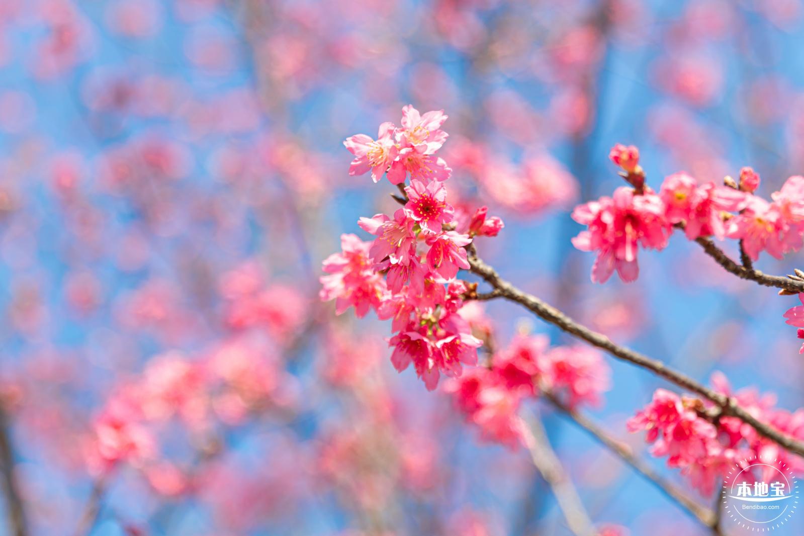 华英路樱花景观公园