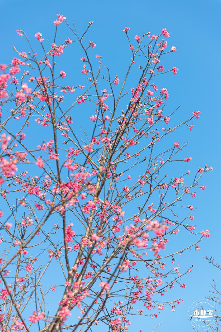 华英路樱花景观公园