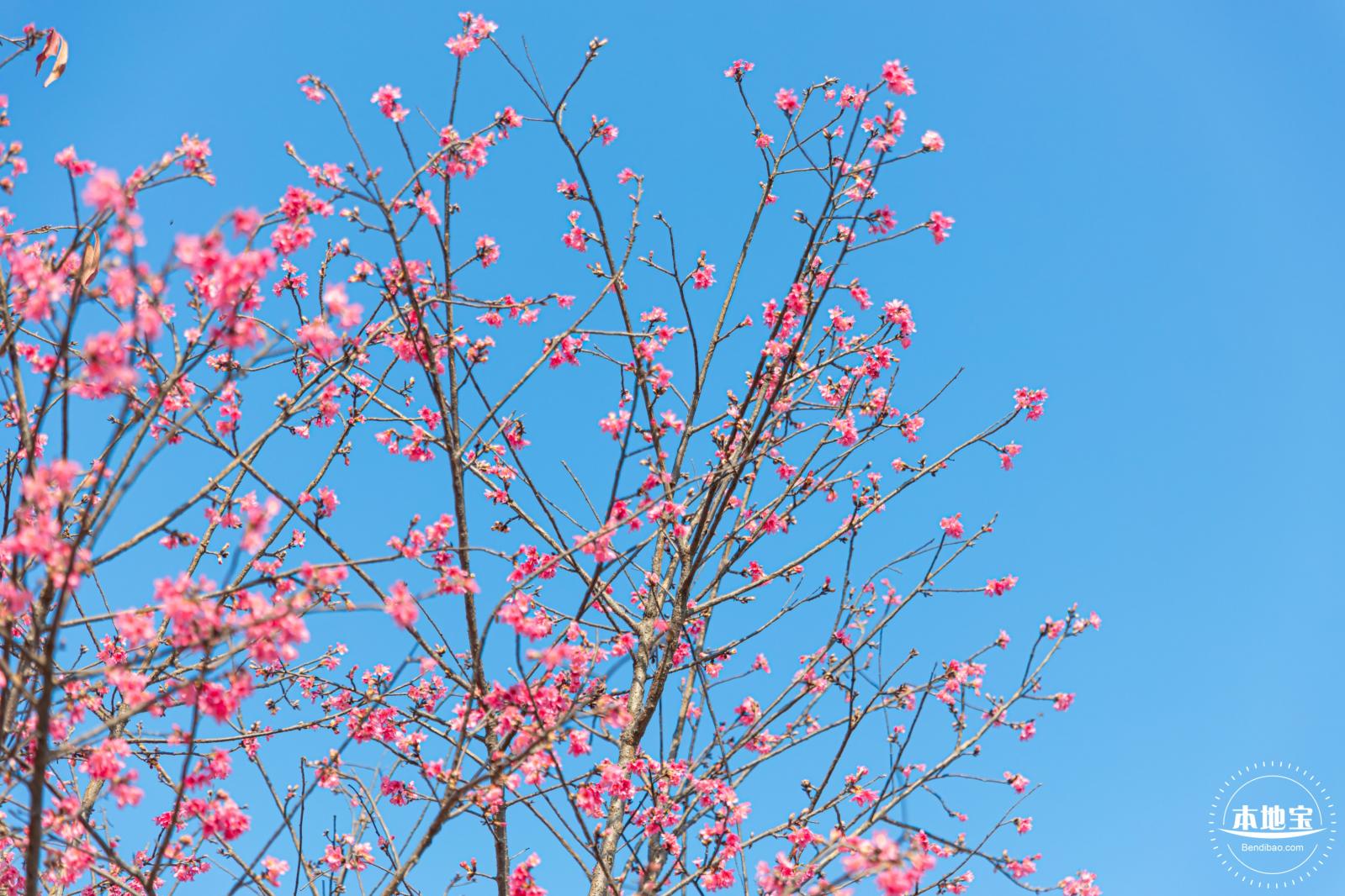 华英路樱花景观公园
