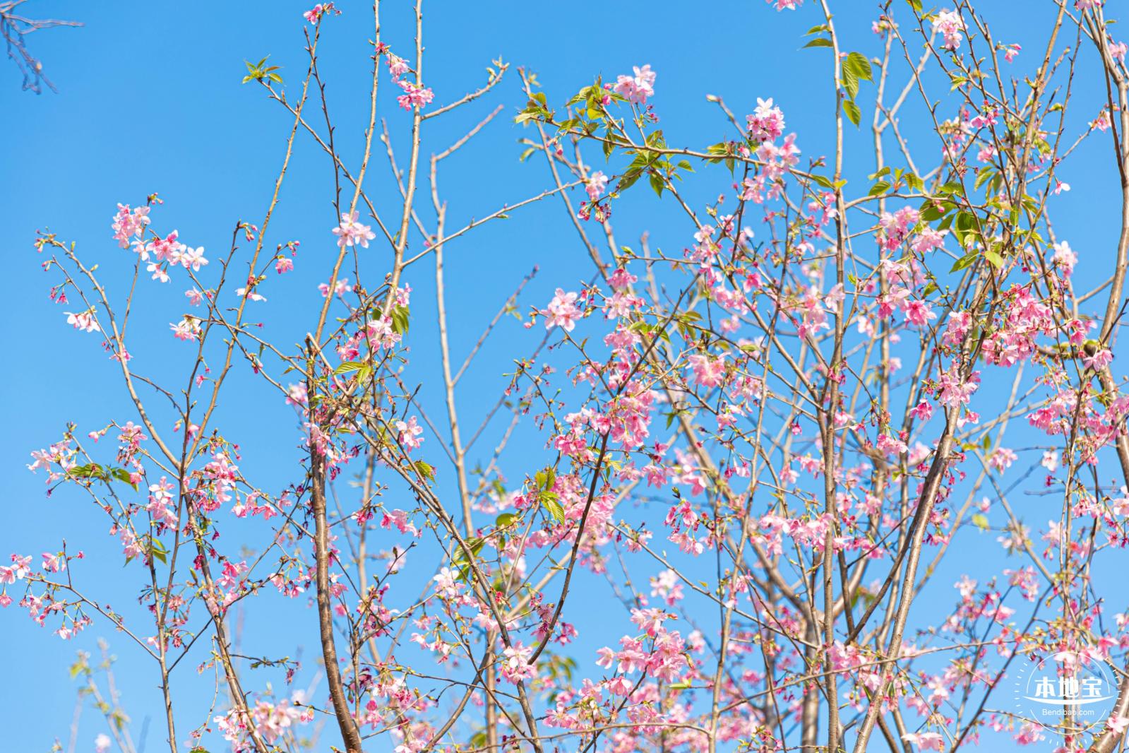华英路樱花景观公园