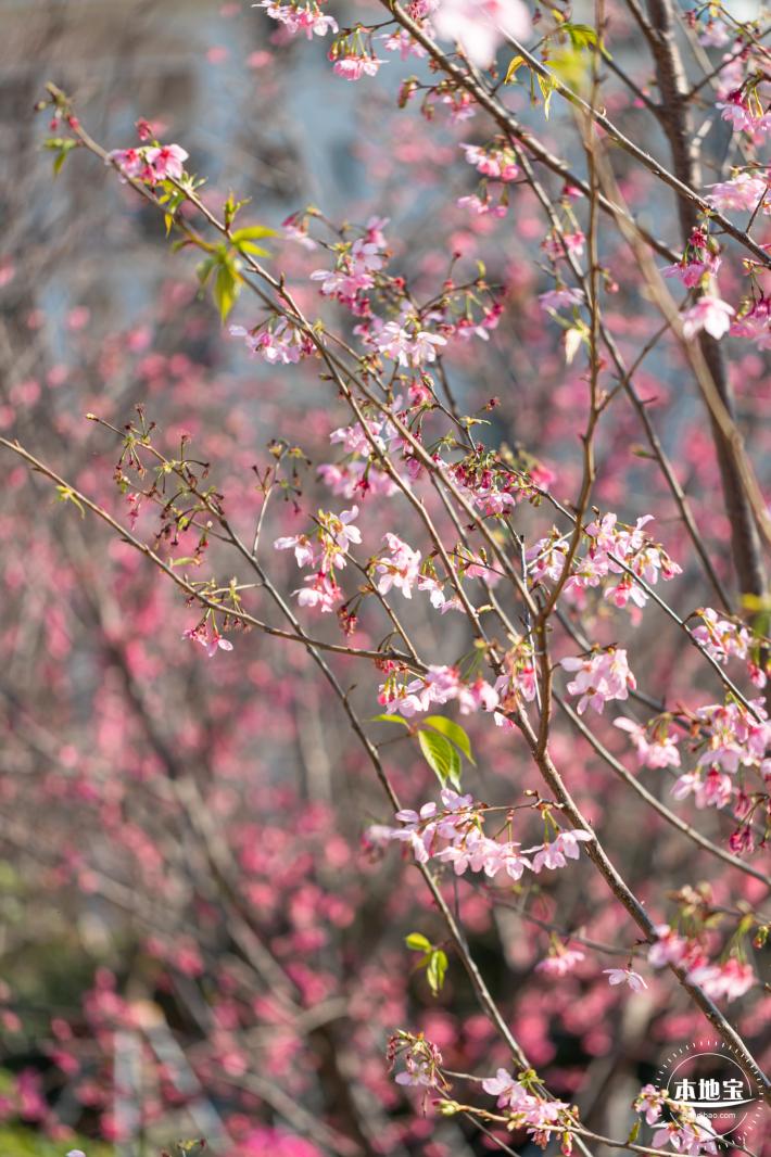 华英路樱花景观公园