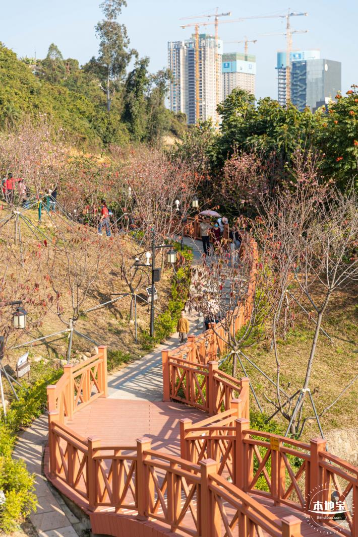 华英路樱花景观公园