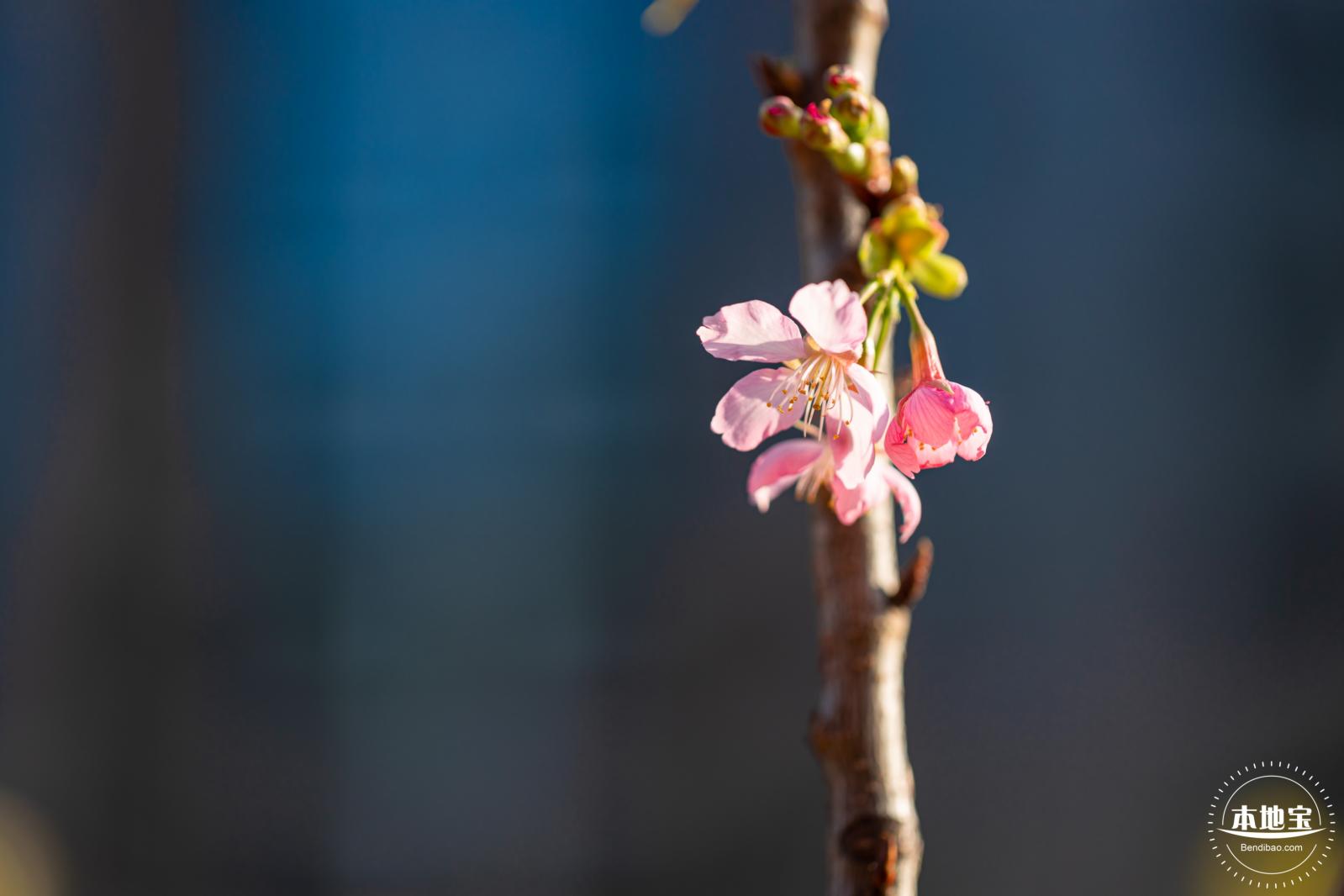 华英路樱花景观公园