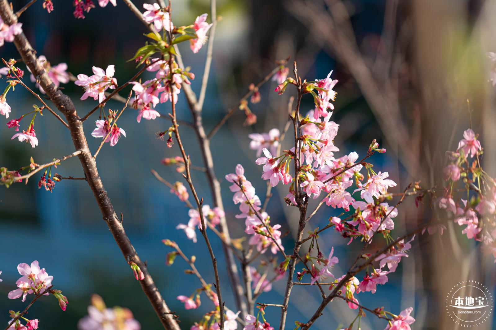 华英路樱花景观公园
