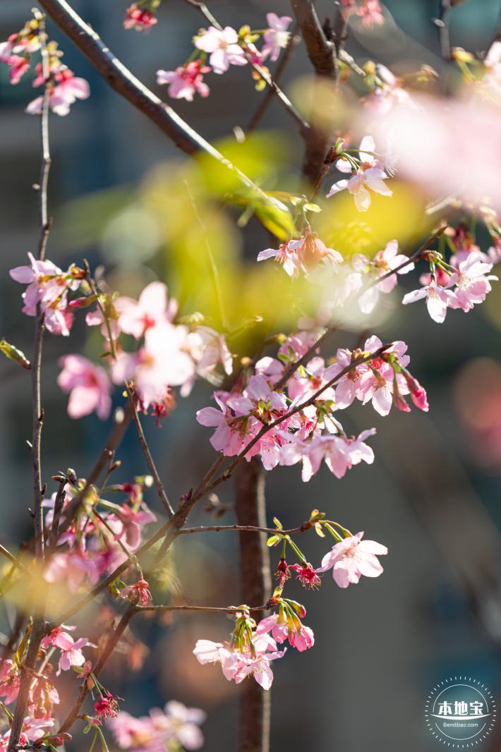 华英路樱花景观公园