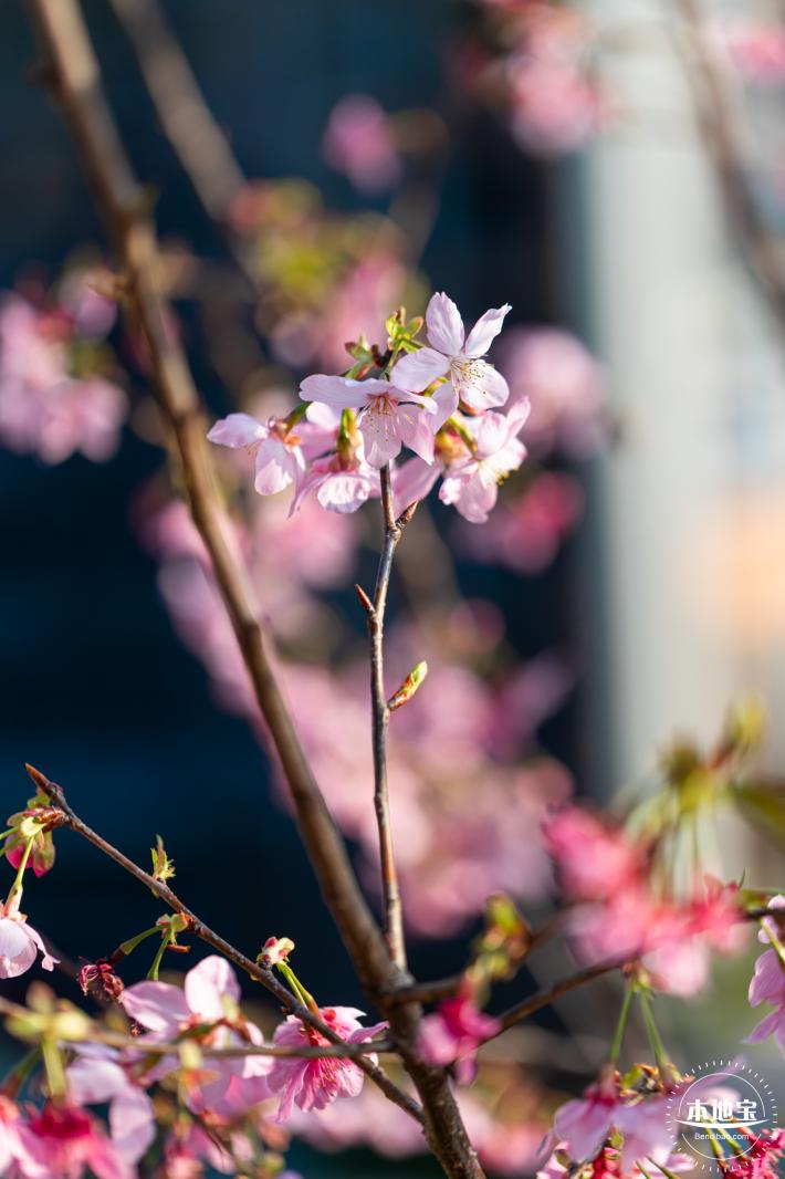 华英路樱花景观公园