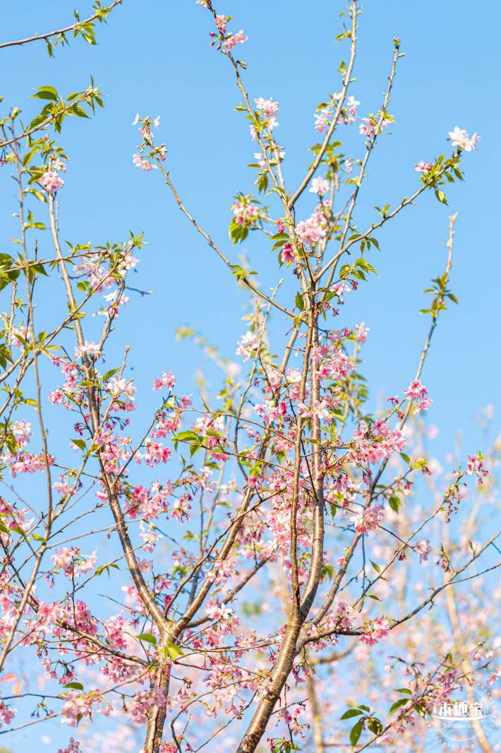 华英路樱花景观公园