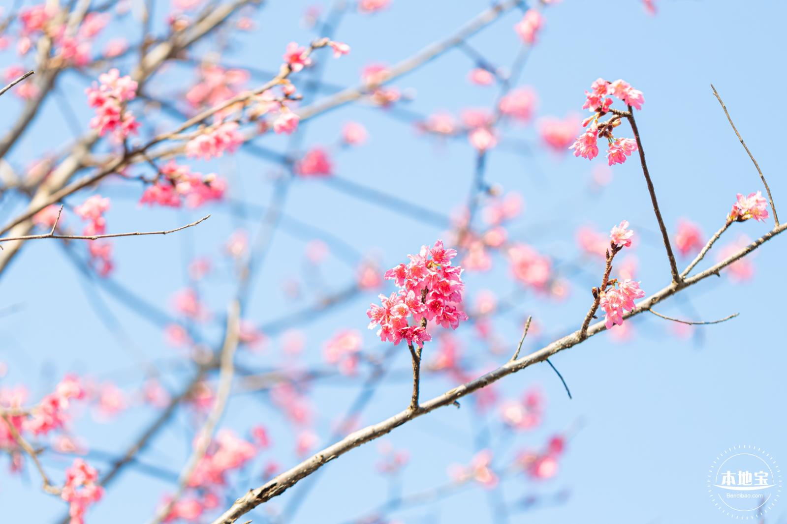 华英路樱花景观公园