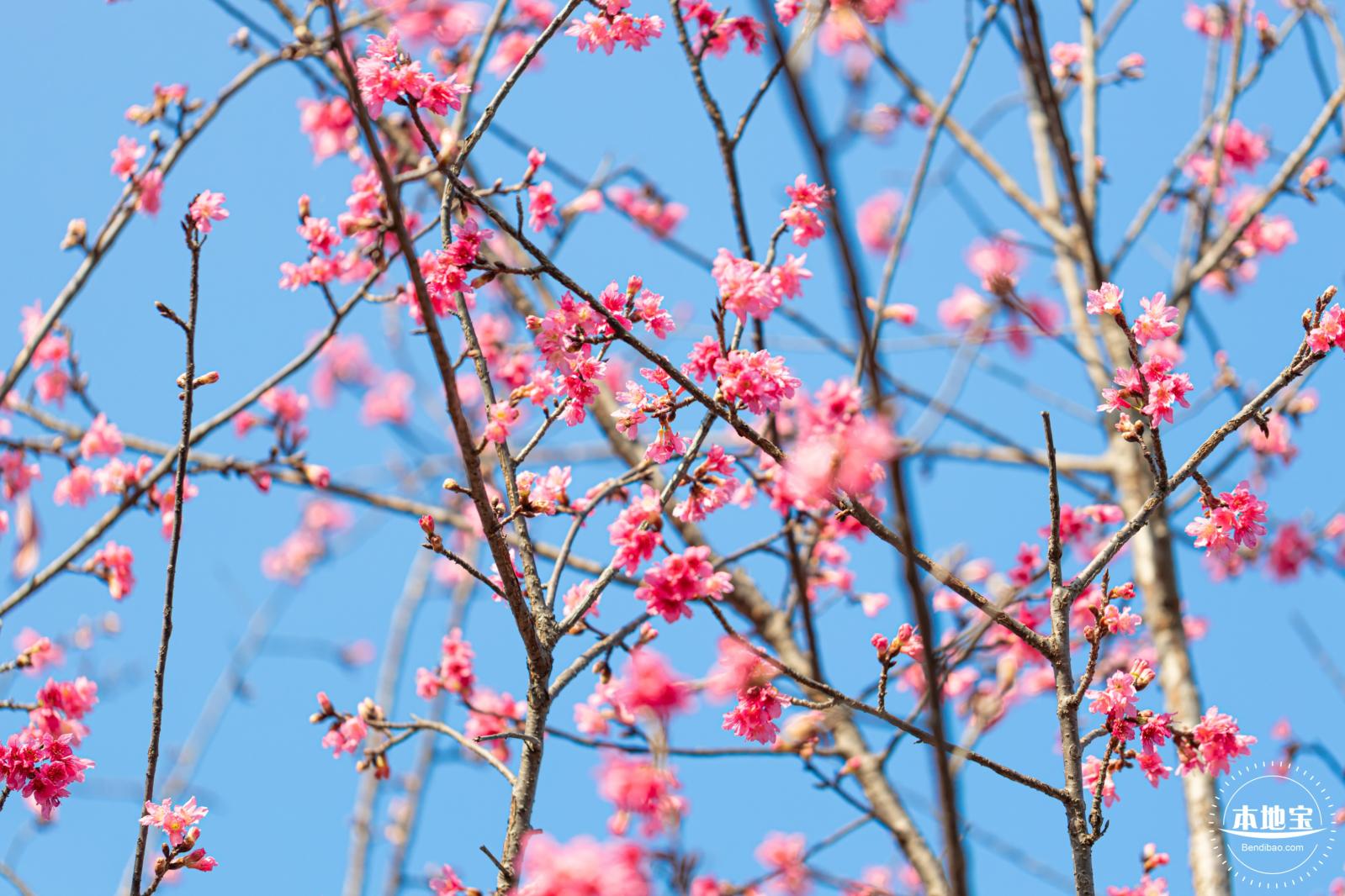 华英路樱花景观公园
