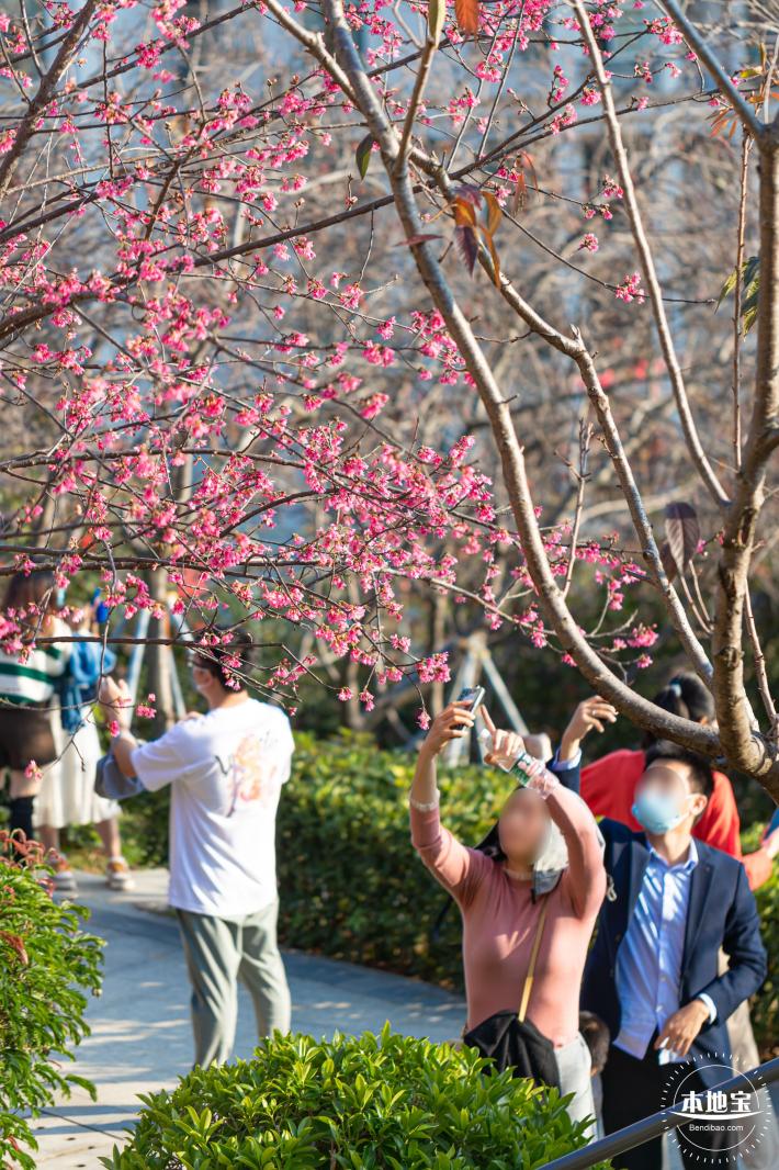 华英路樱花景观公园