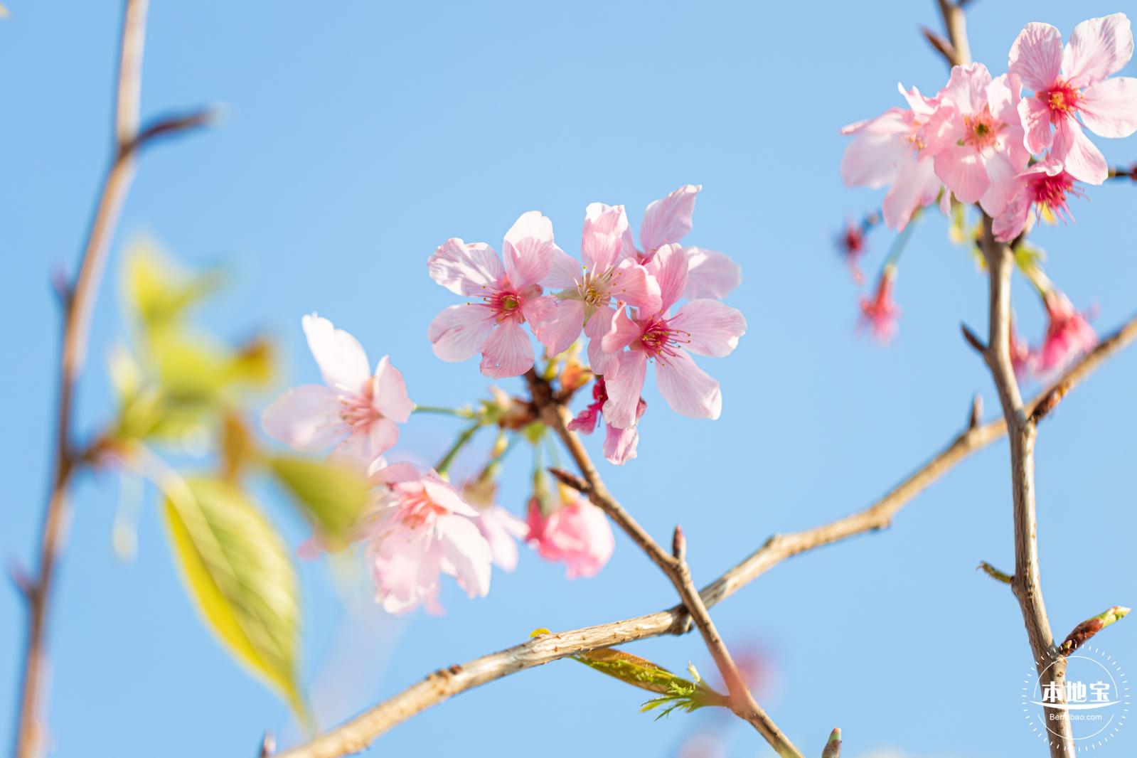 华英路樱花景观公园