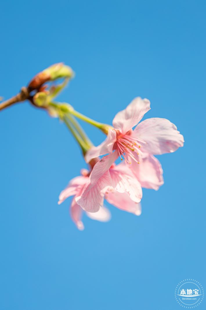 华英路樱花景观公园