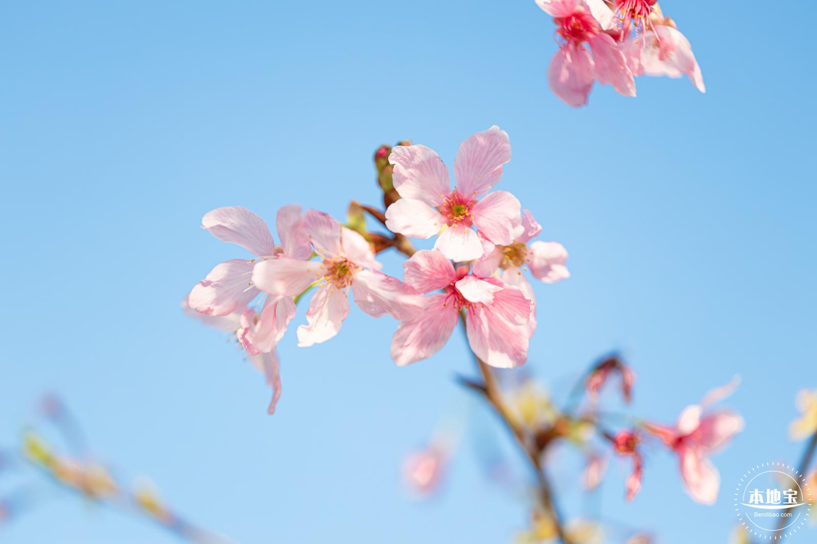 华英路樱花景观公园